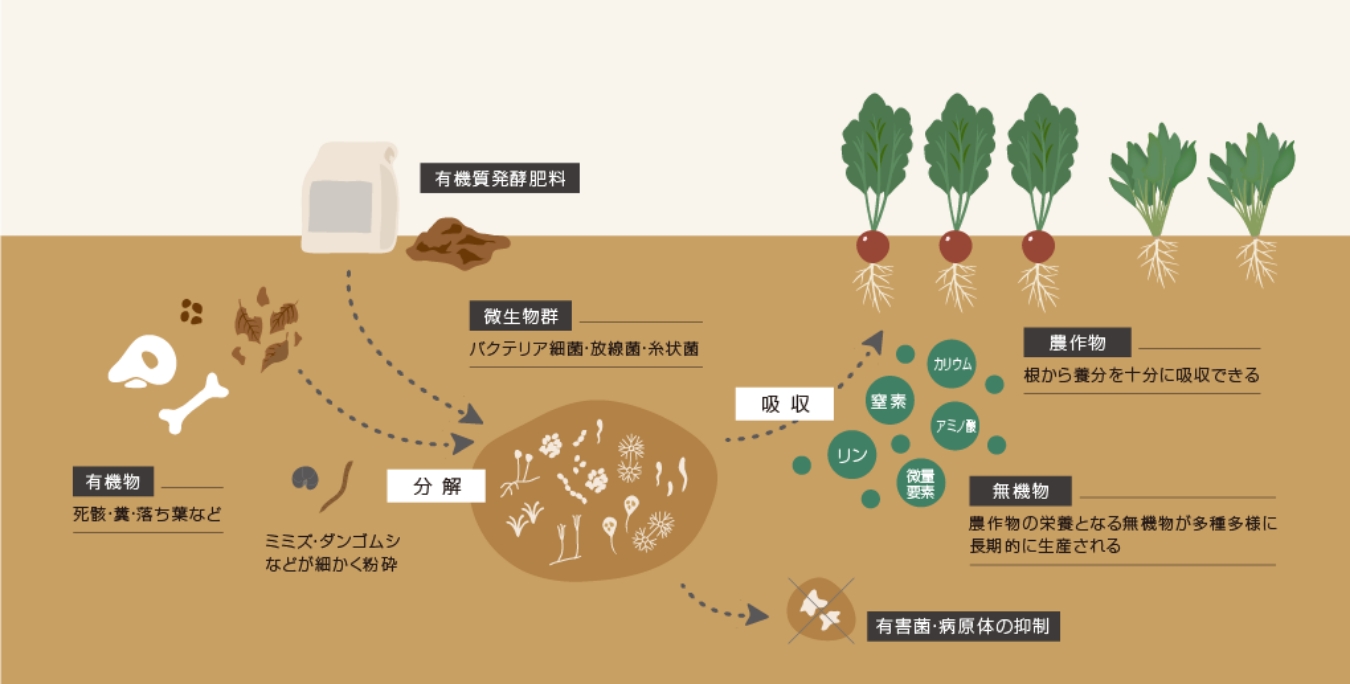 自然のリズムを取り戻すための第一歩―島本微生物農法の提案
